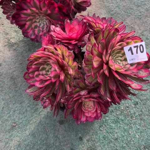 170白月光朵朵多肉b