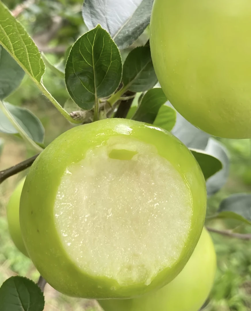 香蕉苹果头茬蜂糖水果脆甜小青苹果云南高山现采现发一点不酸