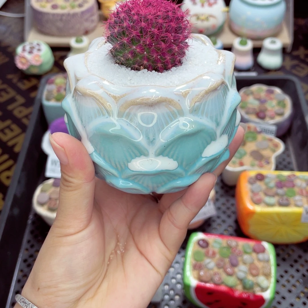 ****aw5018 带盆土发货一物一拍