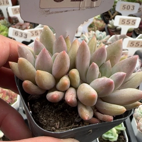 526红蜻蜓。一物一拍多肉