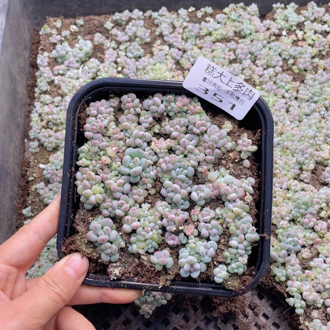 慧***肉糕大上多肉植物351
