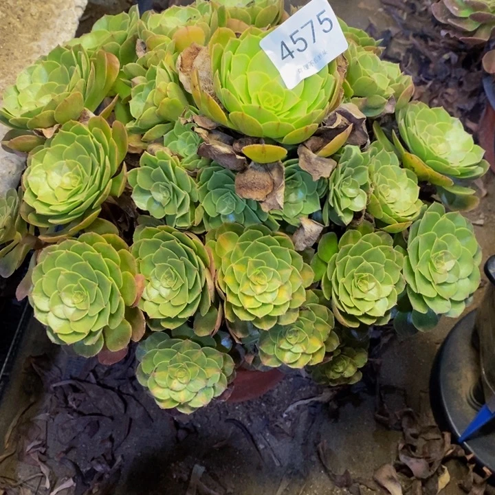 万圣节多肉断头不包4575