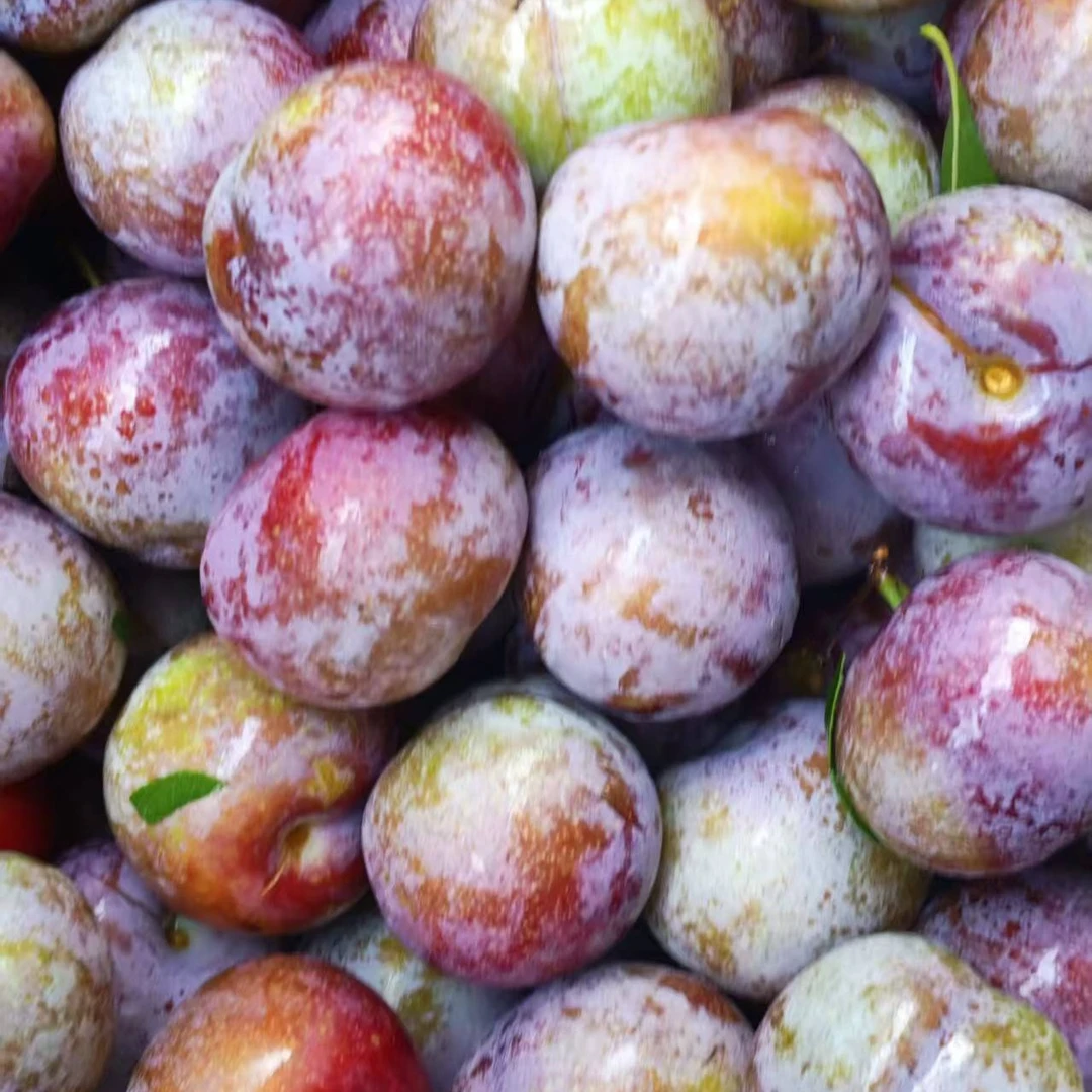 四川宜宾屏山脆红李现摘现发