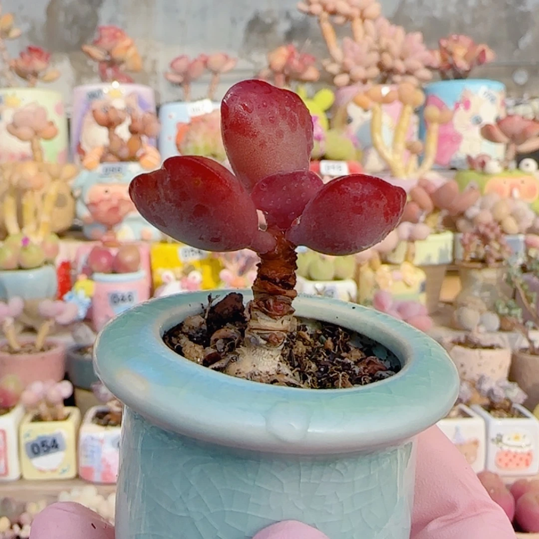 爱心水泡 盆口3cm
