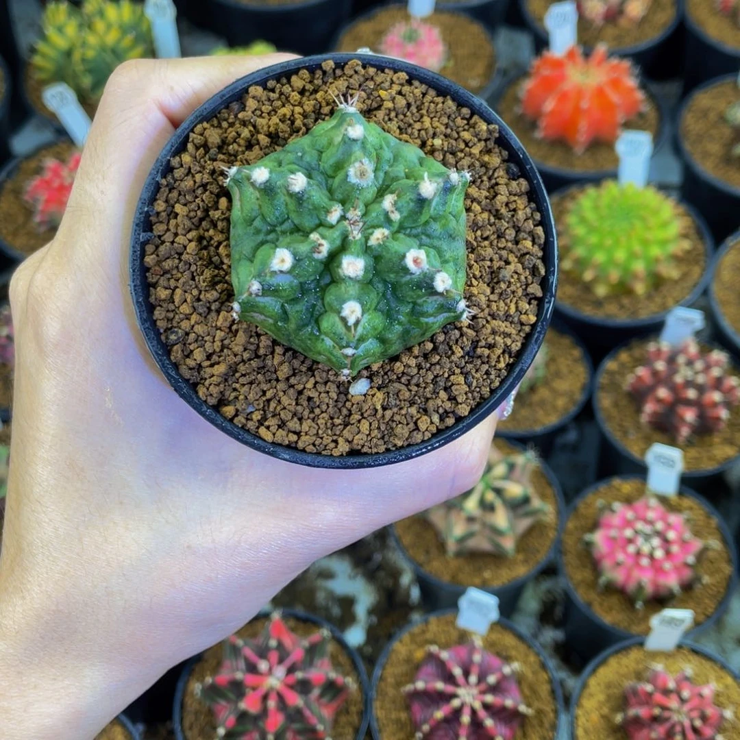 六棱翡翠蛙0000000006