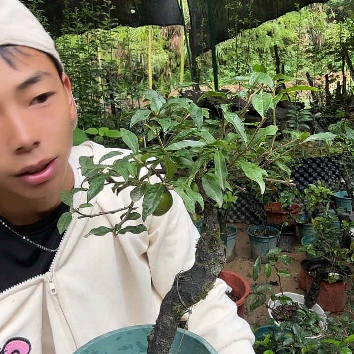钱***胆无花朵金蛋子容易成活