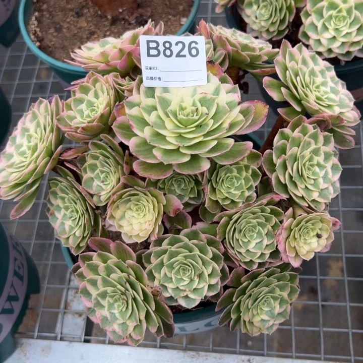 826海王23厘米左右