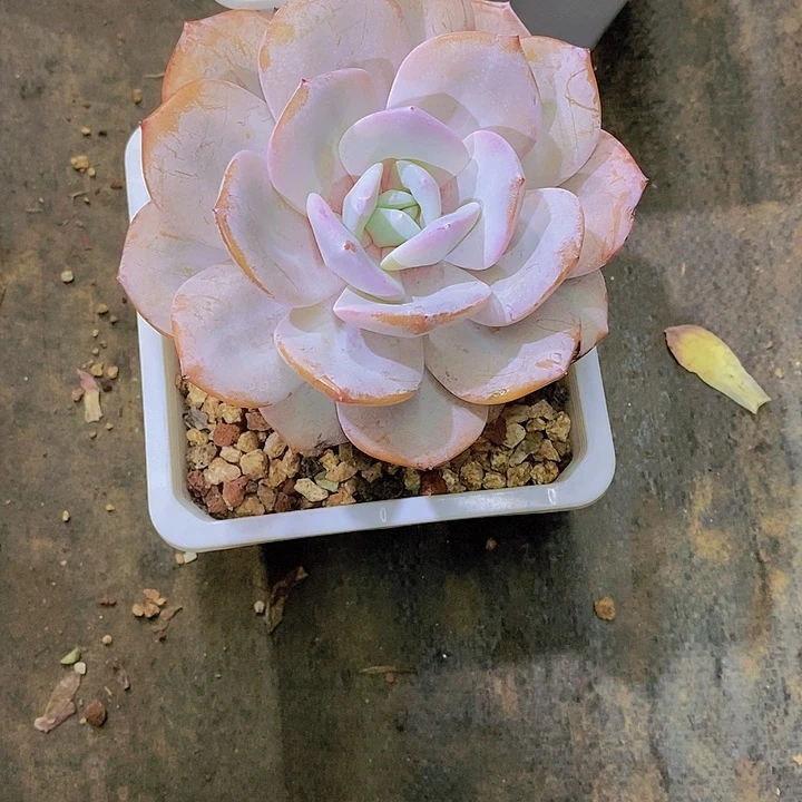 恩***宝奶茶多肉植物老桩