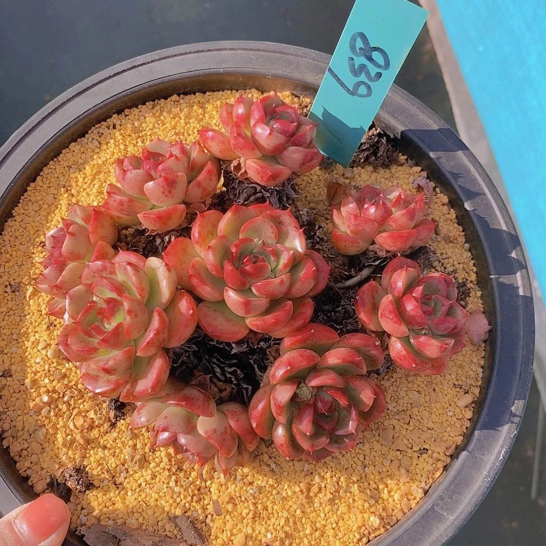 839多肉植物老桩