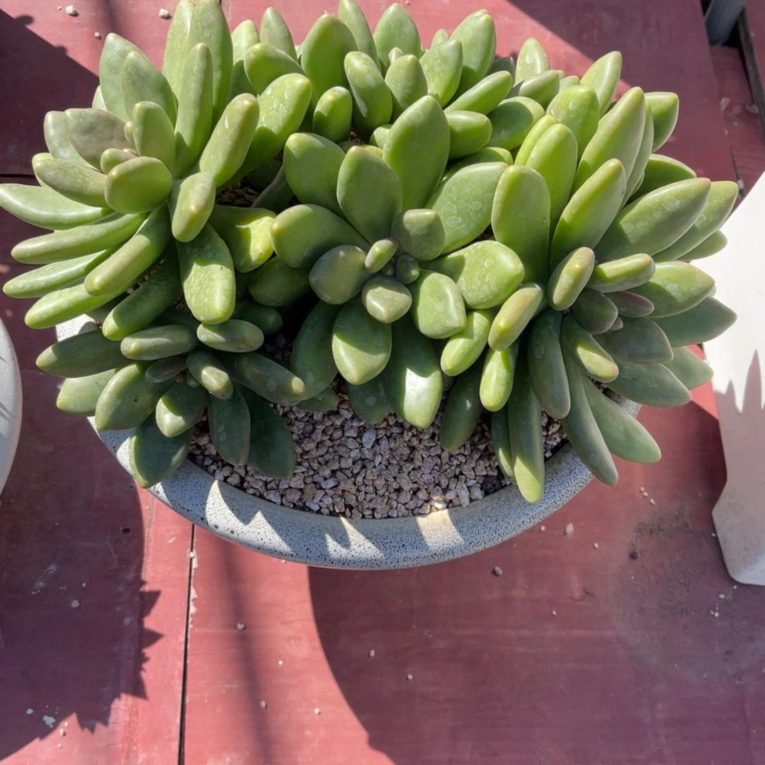 群生芒果奶裸根发货