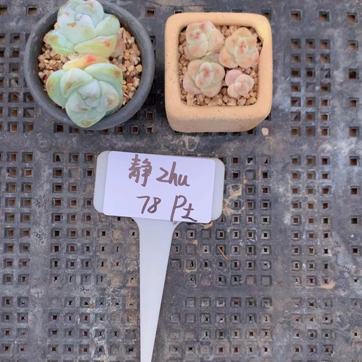 静zhu带盆土发冰玉