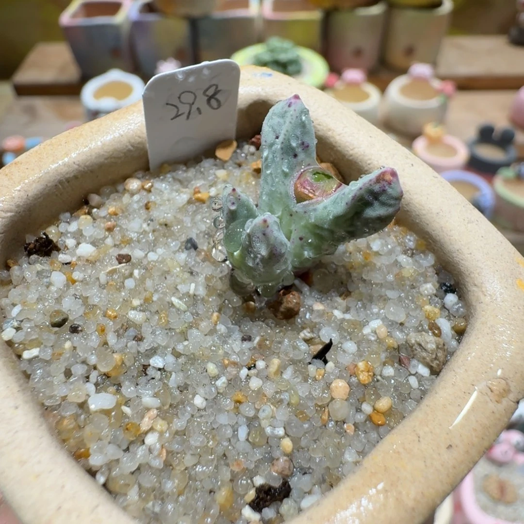 蘑菇1297丹尼尔猪蹄多肉植物