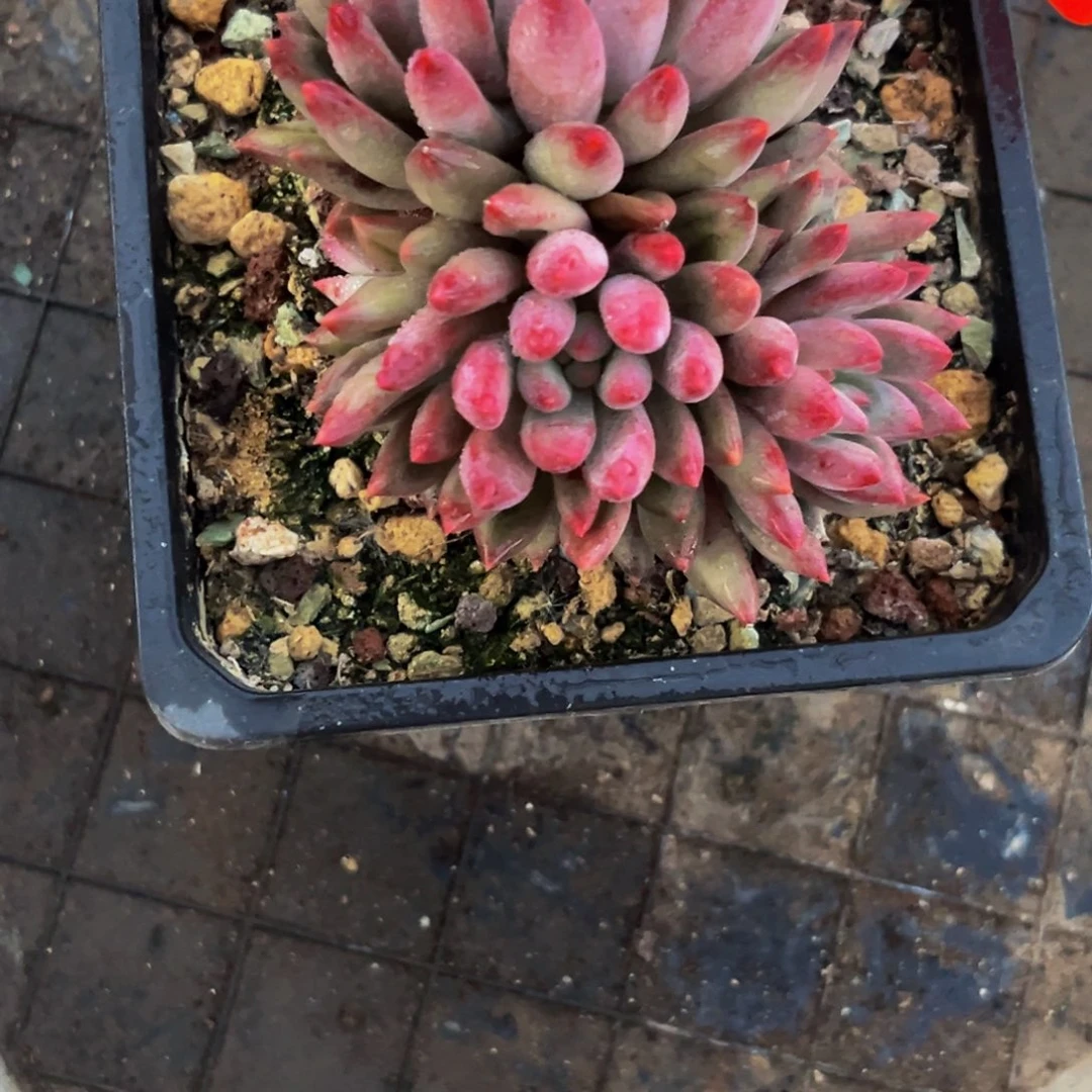 2649下午多肉植物群生