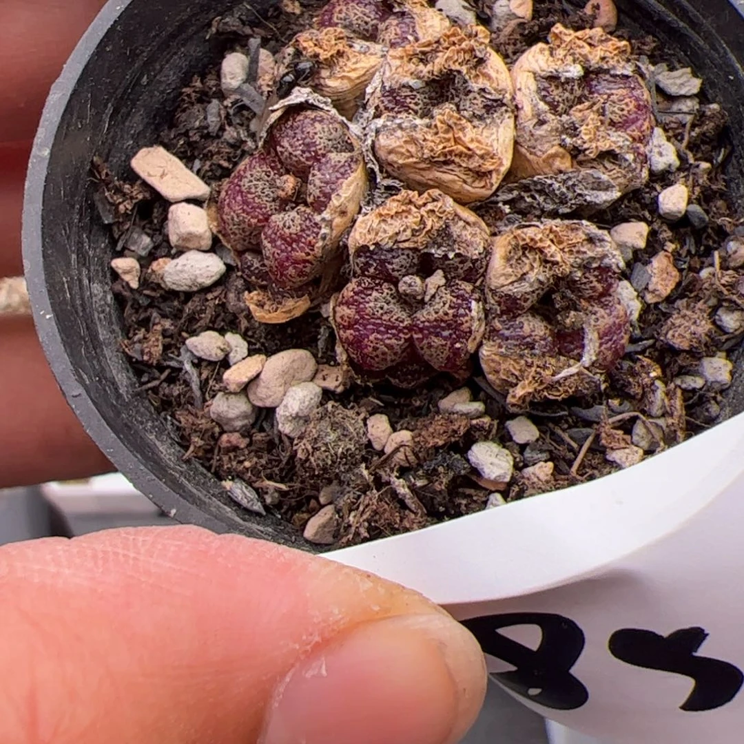 6.18勋章多肉植物85