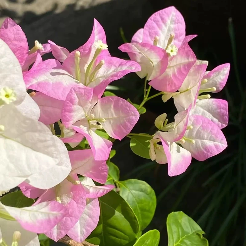 【口红】三角梅盆栽树苗四季开花直发三角梅苗勤花爬藤阳台好养