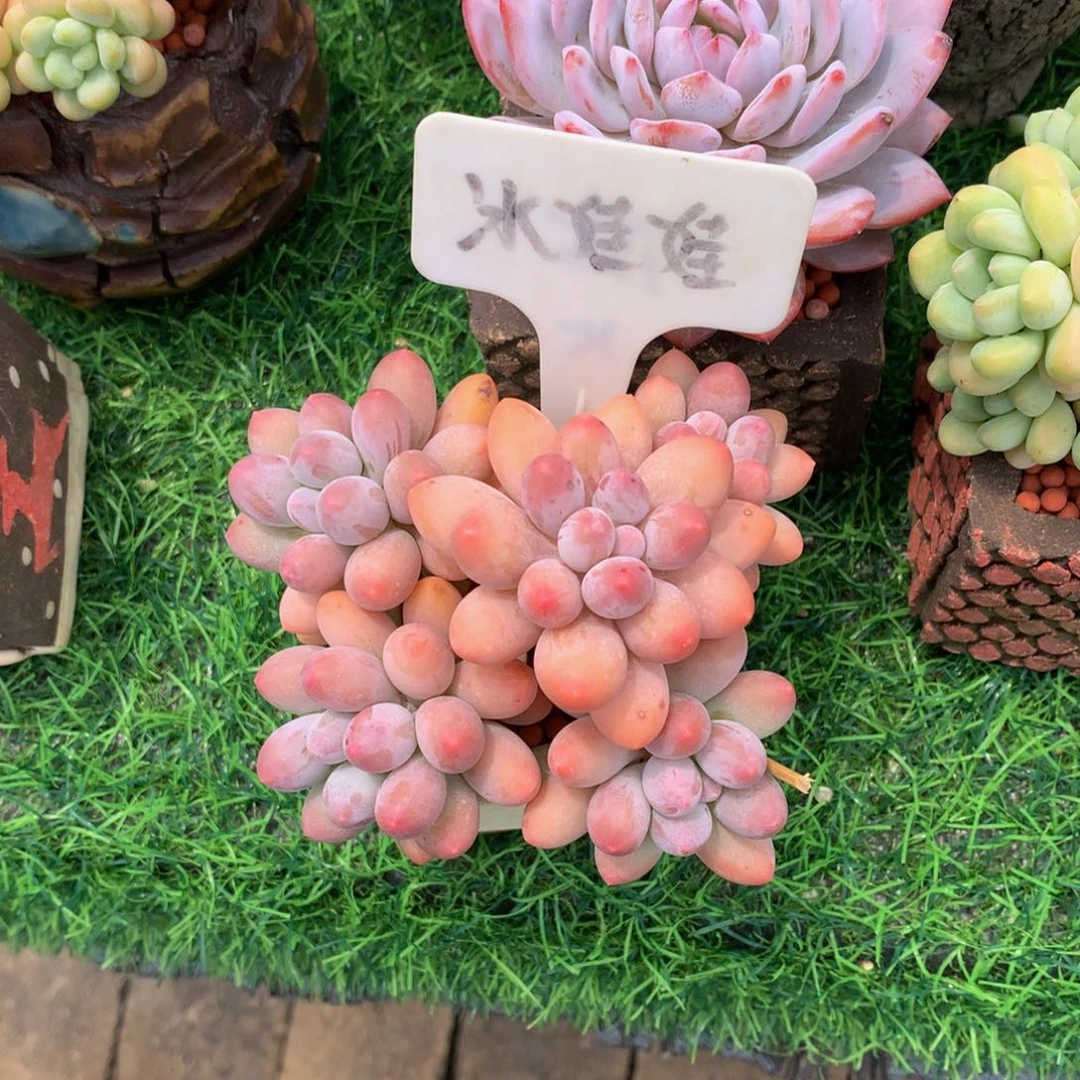 爱***晴汤圆多肉植物39839383