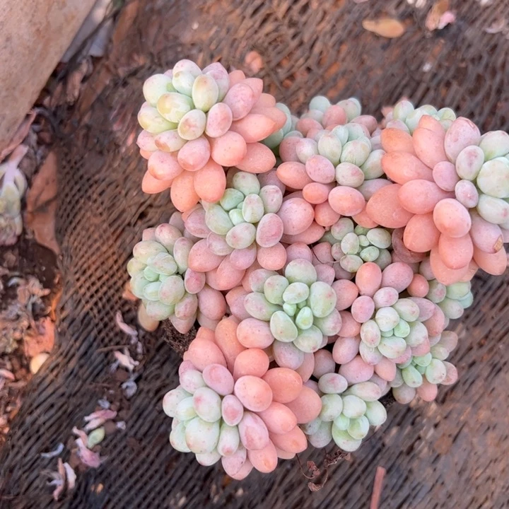 洛可可老庄多肉植物1-8