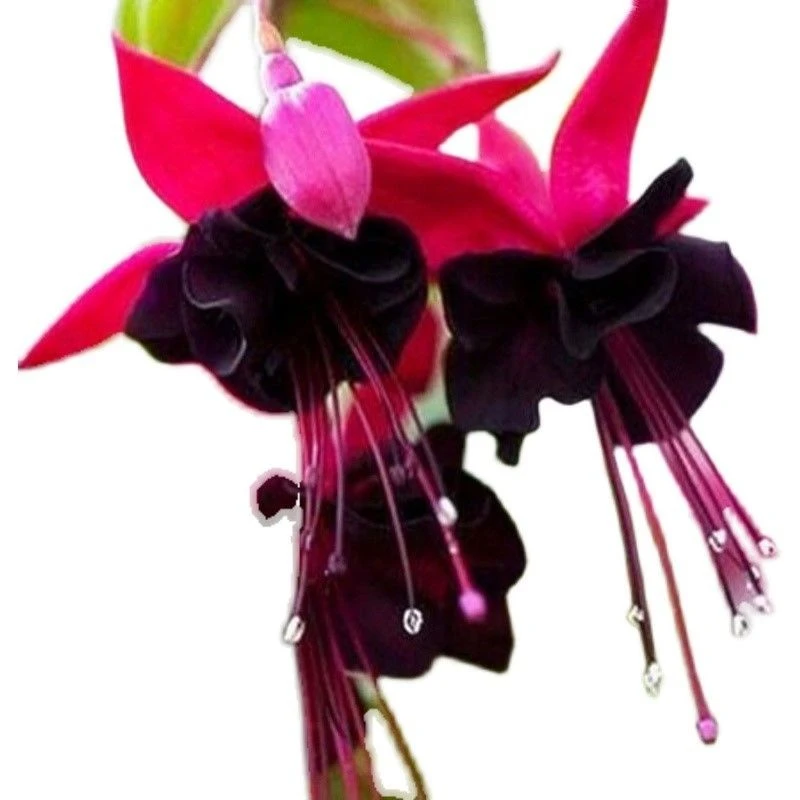 倒挂金钟灯笼花花种子吊钟海棠四季易种花草种籽植物盆栽