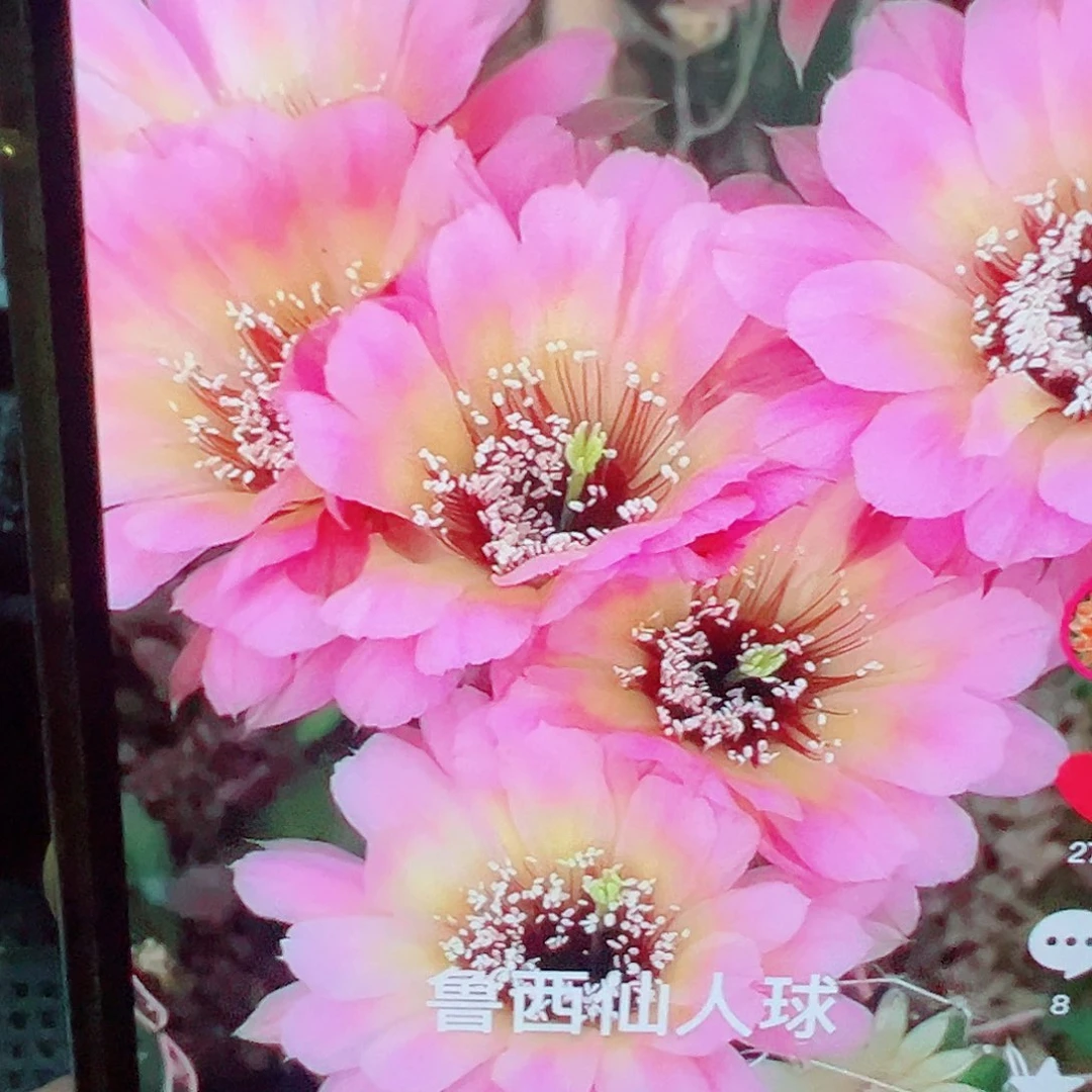 彩草 感恩 侧芽 满20包邮