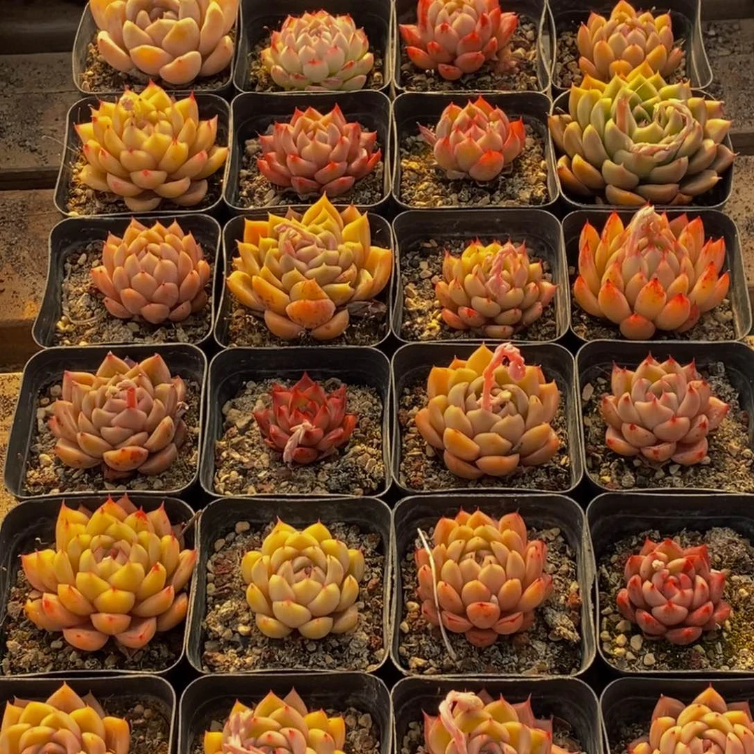 551多肉植物保护研究所