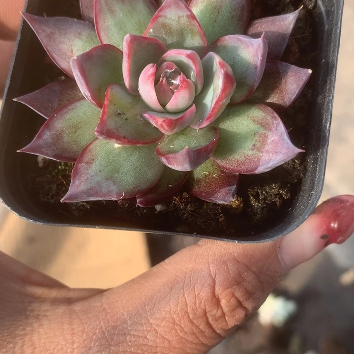 惊鸿 宽。（满9.99包邮不满9.99发叶子）