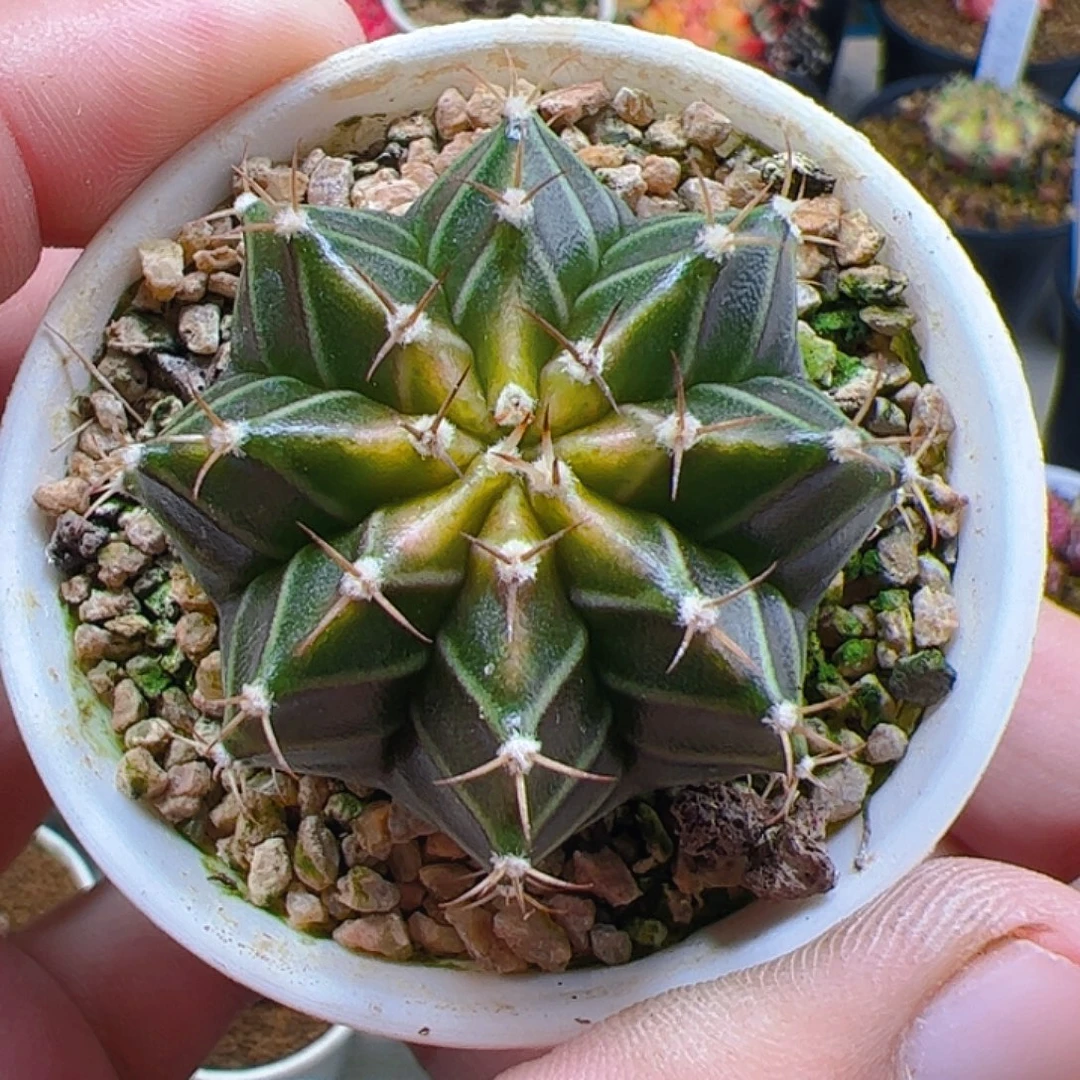 当前无花栽培后可以开花228