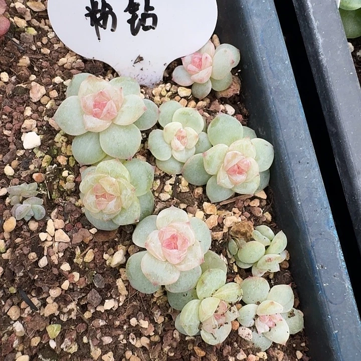 如图粉钻叶插苗10个不售后