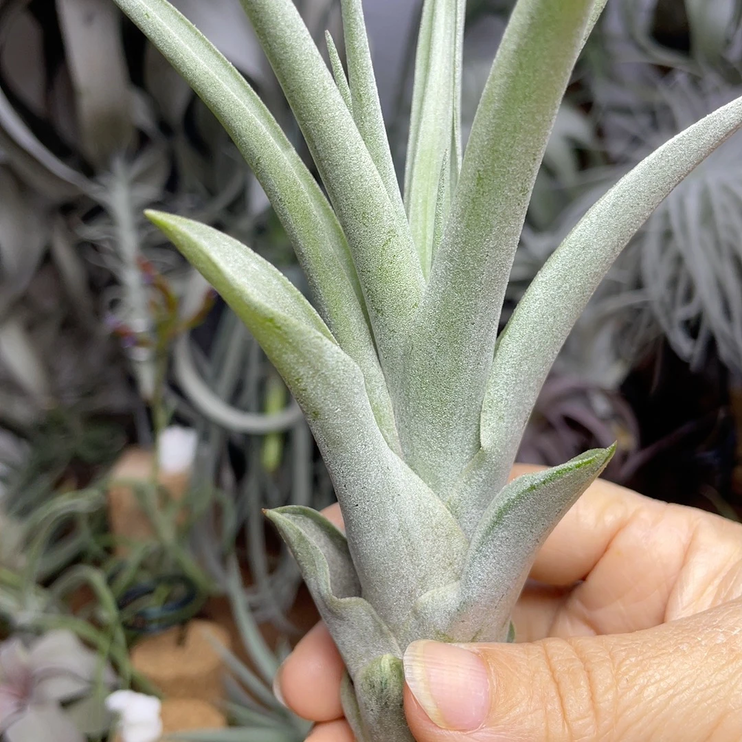 大型银玫瑰侧芽空气凤梨无需土培懒人绿植可净化空气