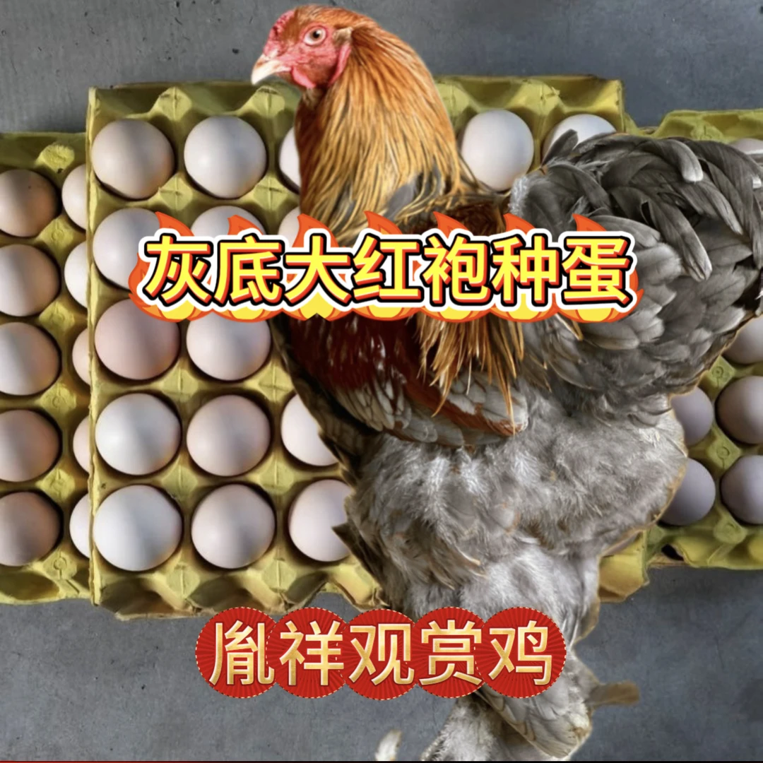 【胤祥】灰底大红袍种蛋 婆罗门灰底大红袍种蛋 可孵化