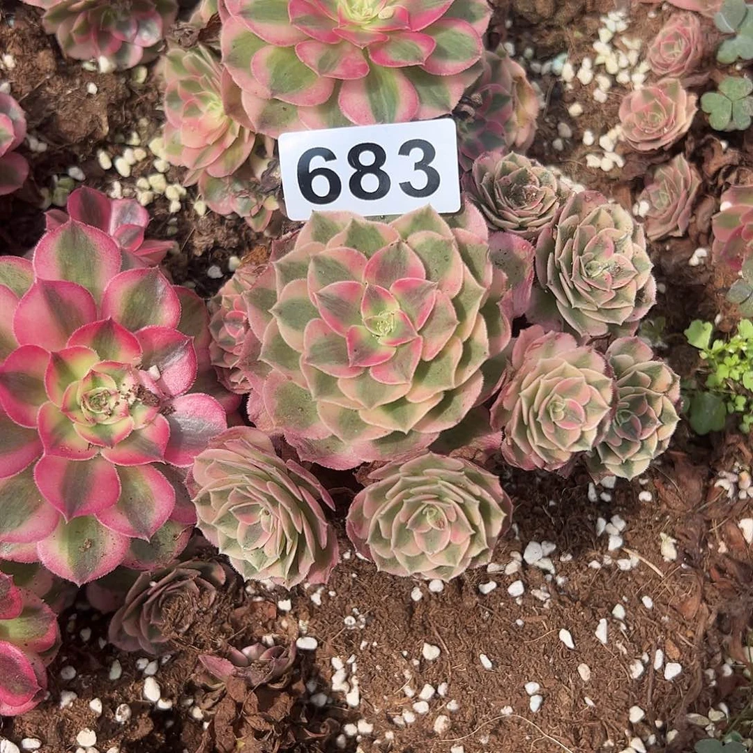 忘***去精品多肉植物683知否