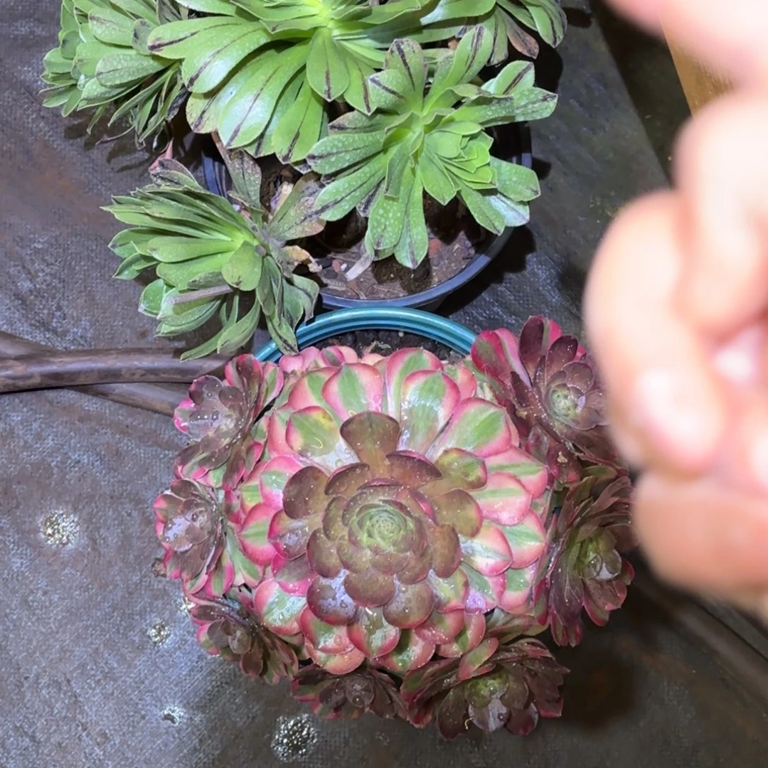 云南多肉植物组拍