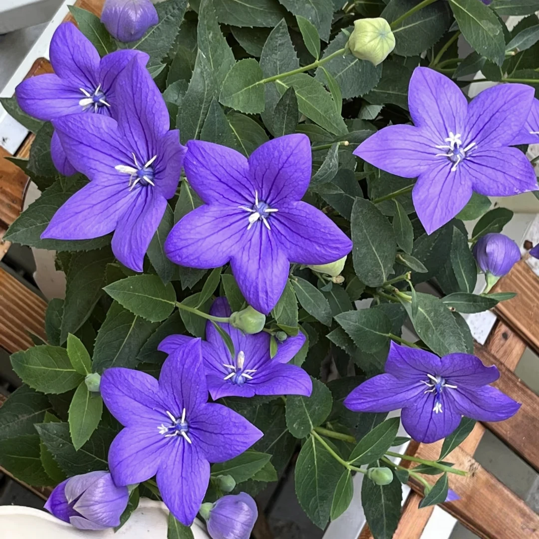 中华桔梗盆栽花大苗铃铛花阳台室外花卉多年生洋桔梗耐热耐寒植物