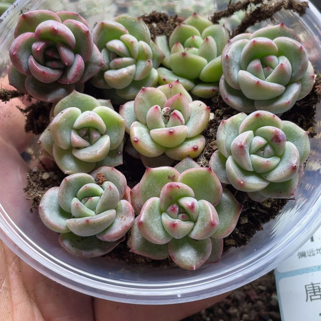 Aj珍妮混一物一拍119