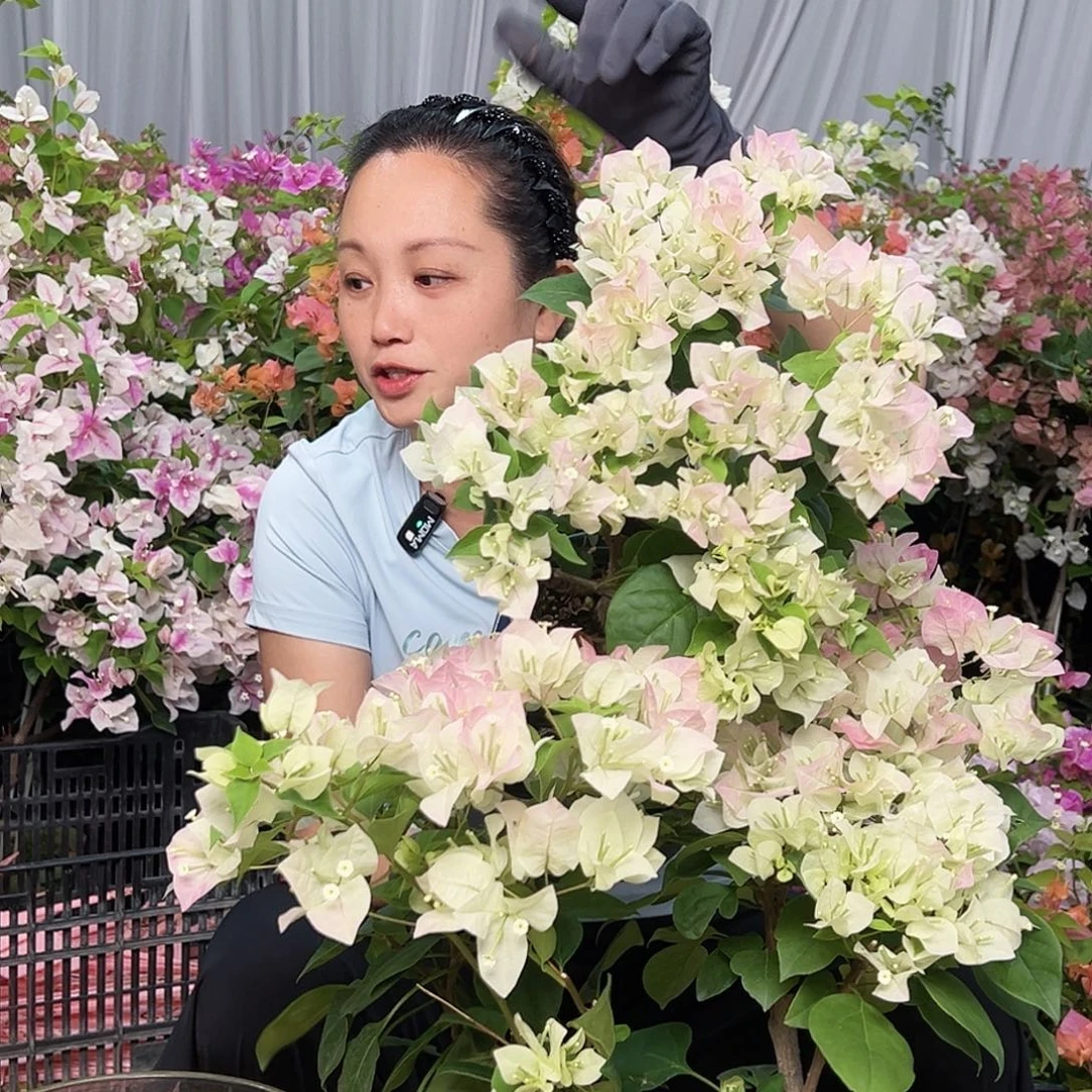 当前无花栽培后可以开花绿樱掌中宝一棵