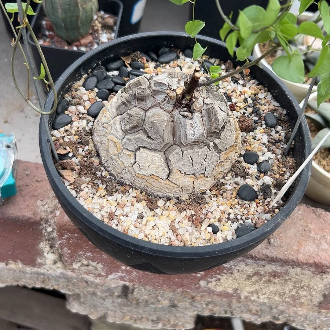 仙人球1111111111111