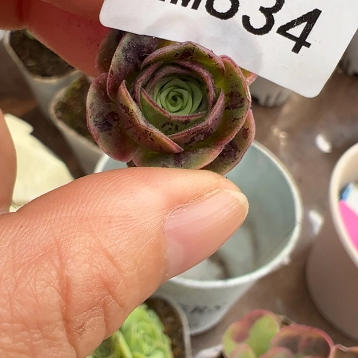 苗苗山地玫瑰好东西福利834