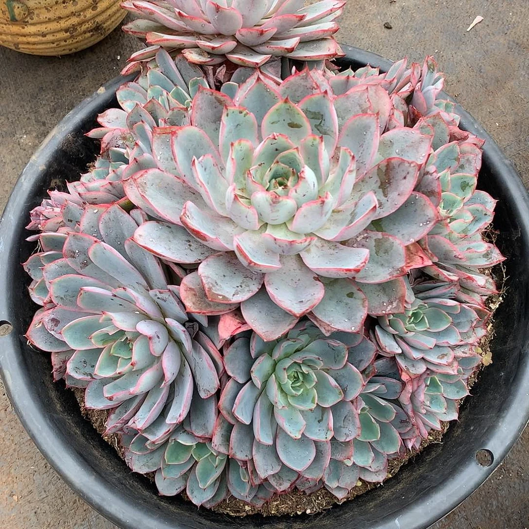 293赫拉 一物一拍多肉