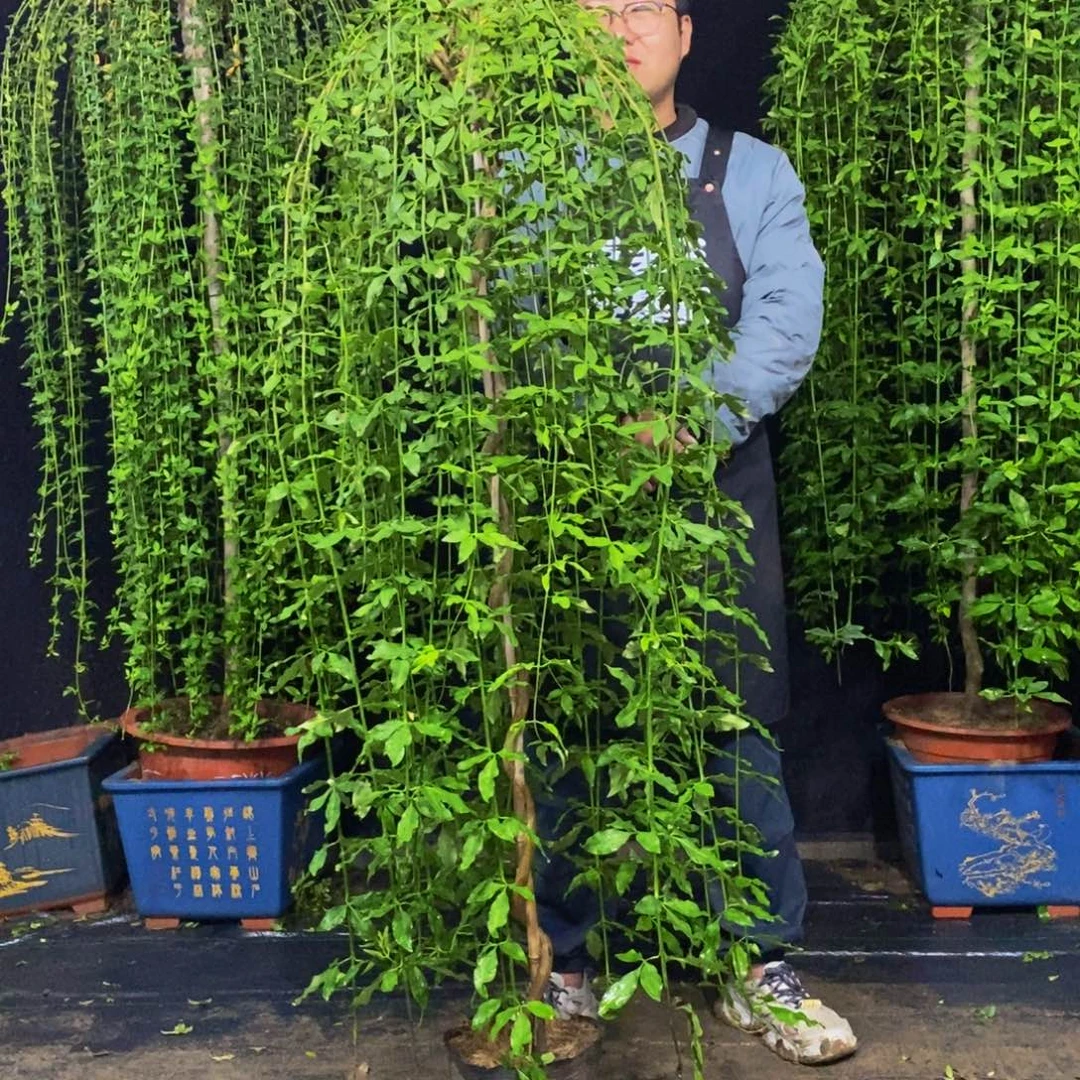 探春花，高度155，一物一拍，