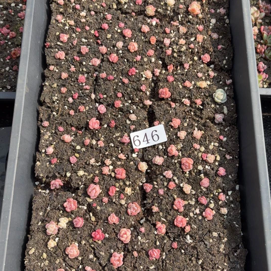 多肉植物多肉植物646