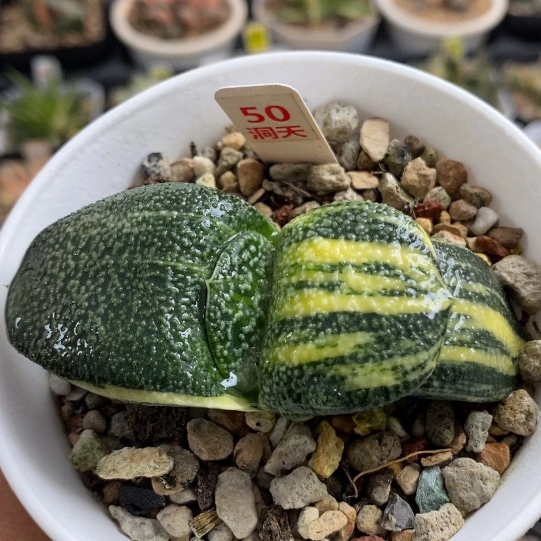 50珍珠卧牛锦一物一拍
