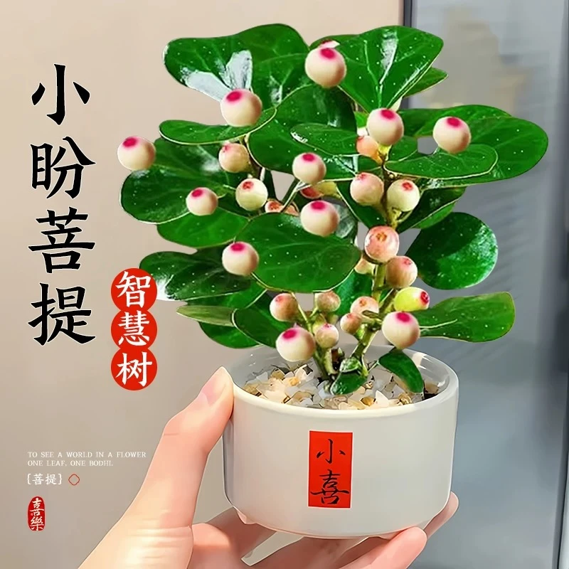 多果小盼菩提绿植盆栽带果盆景中式禅意桌面摆件好养工位情绪绿植