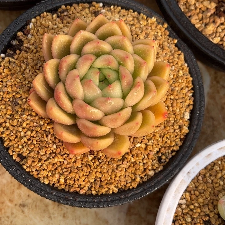 晴空珍妮 阿松多肉