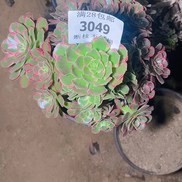 3049安娜多肉植物保护