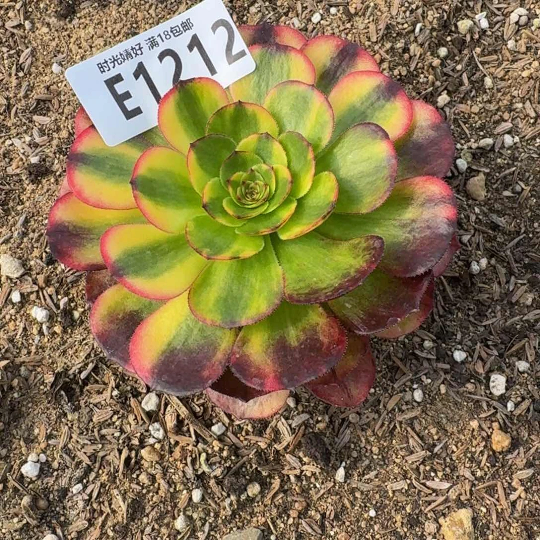 霞****81212万七彩。 多肉植物