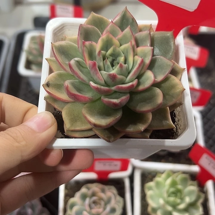 145号蔚蓝锦多肉植物