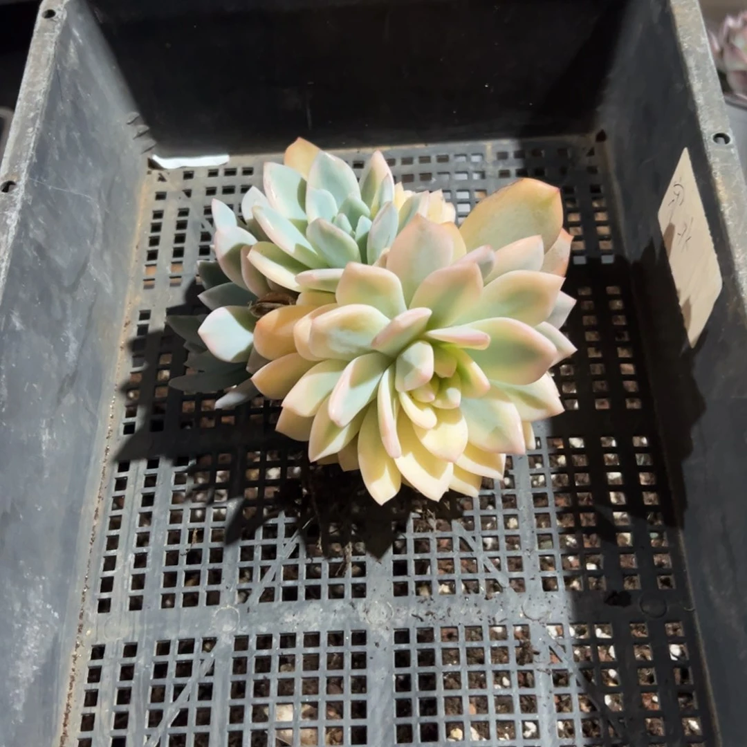 石**生淘多肉梦露景一个盆