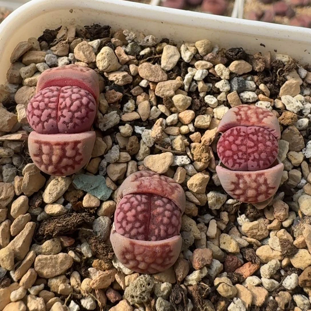 G146园艺新品紫寿丽混合三年