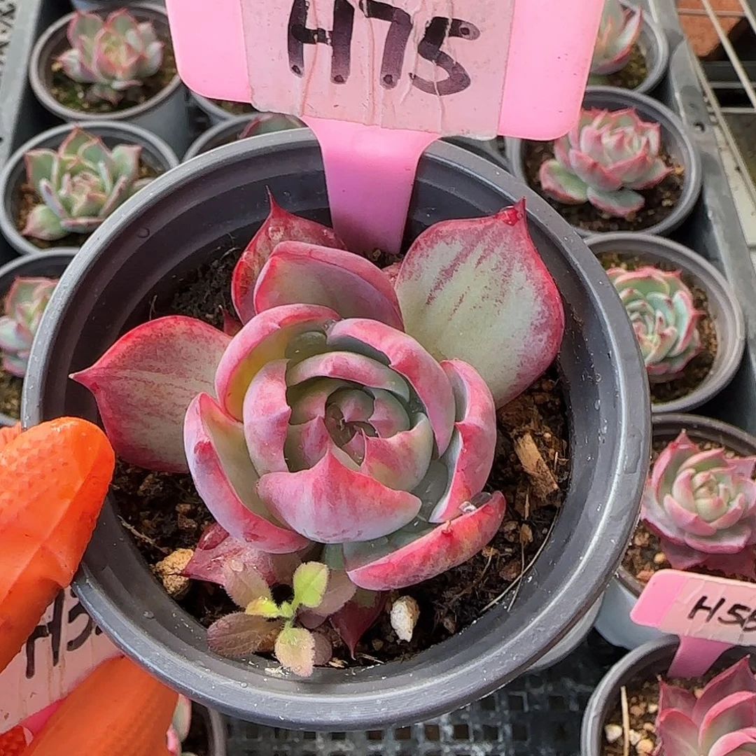 超**丽H75惊鸿单头多肉