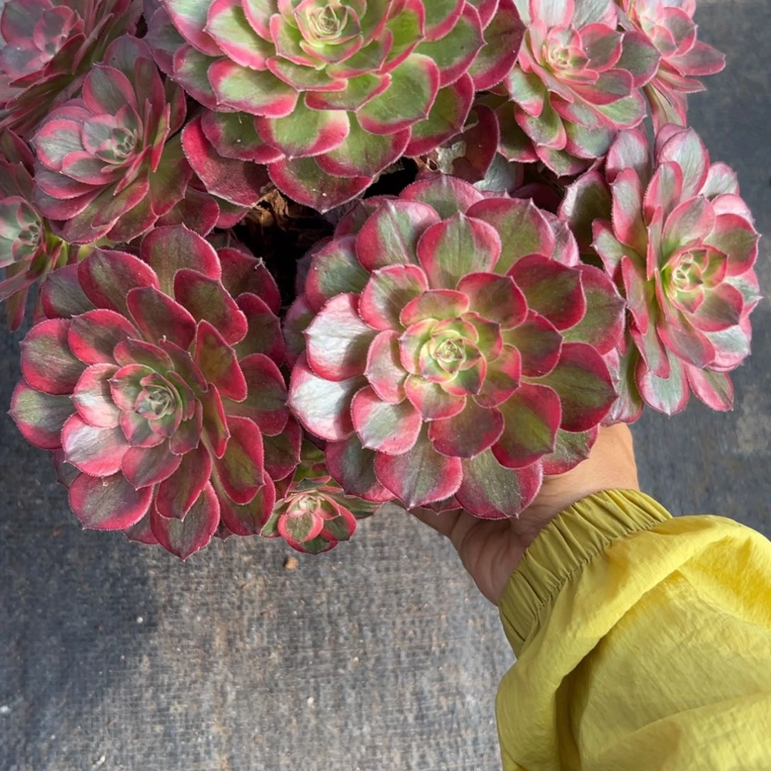 189云荷多肉多肉多肉