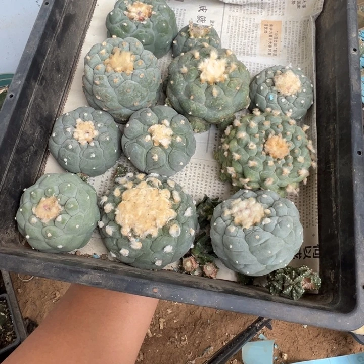 海鲜仙人球组合仙人球十个